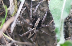 Alopecosa albofasciata