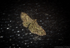 Chloroclystis mniochroa