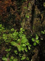 Micranthes clusii lepismigena