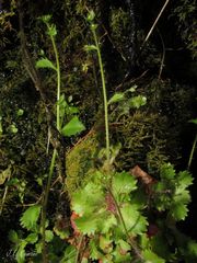 Micranthes clusii lepismigena