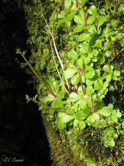 Micranthes clusii lepismigena