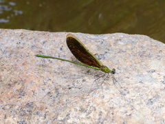 Neurobasis chinensis