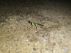 Rhombodera