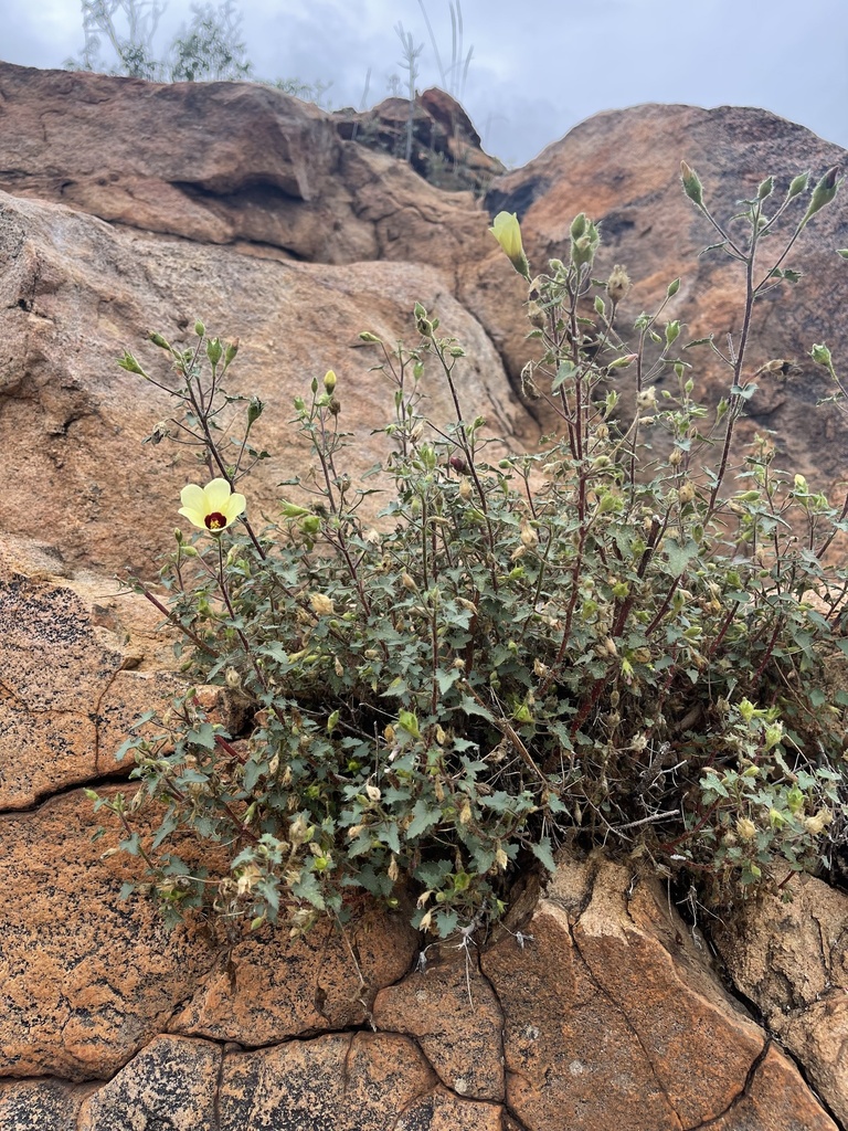 Wild Hibiscus