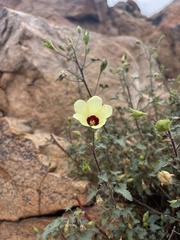 Hibiscus engleri