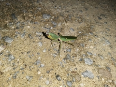 Rhombodera
