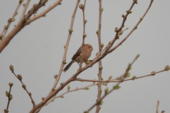 Sinosuthora webbiana