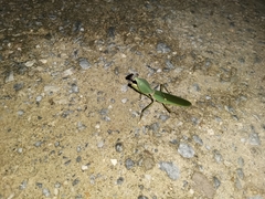 Rhombodera