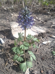 Corydalis solida