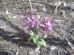 Corydalis solida