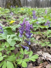Corydalis solida