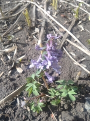 Corydalis solida