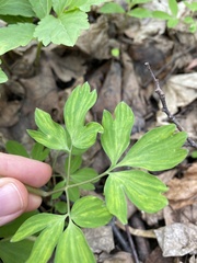 Corydalis solida