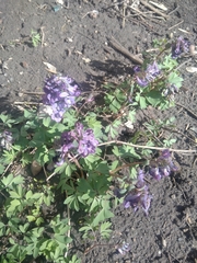 Corydalis solida