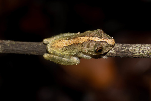 Mutum Snouted Tree Frog, Ololygon argyreornata