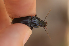 Abax parallelepipedus
