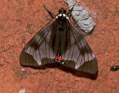 Dysschema leucophaea