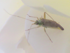 Closterotomus trivialis