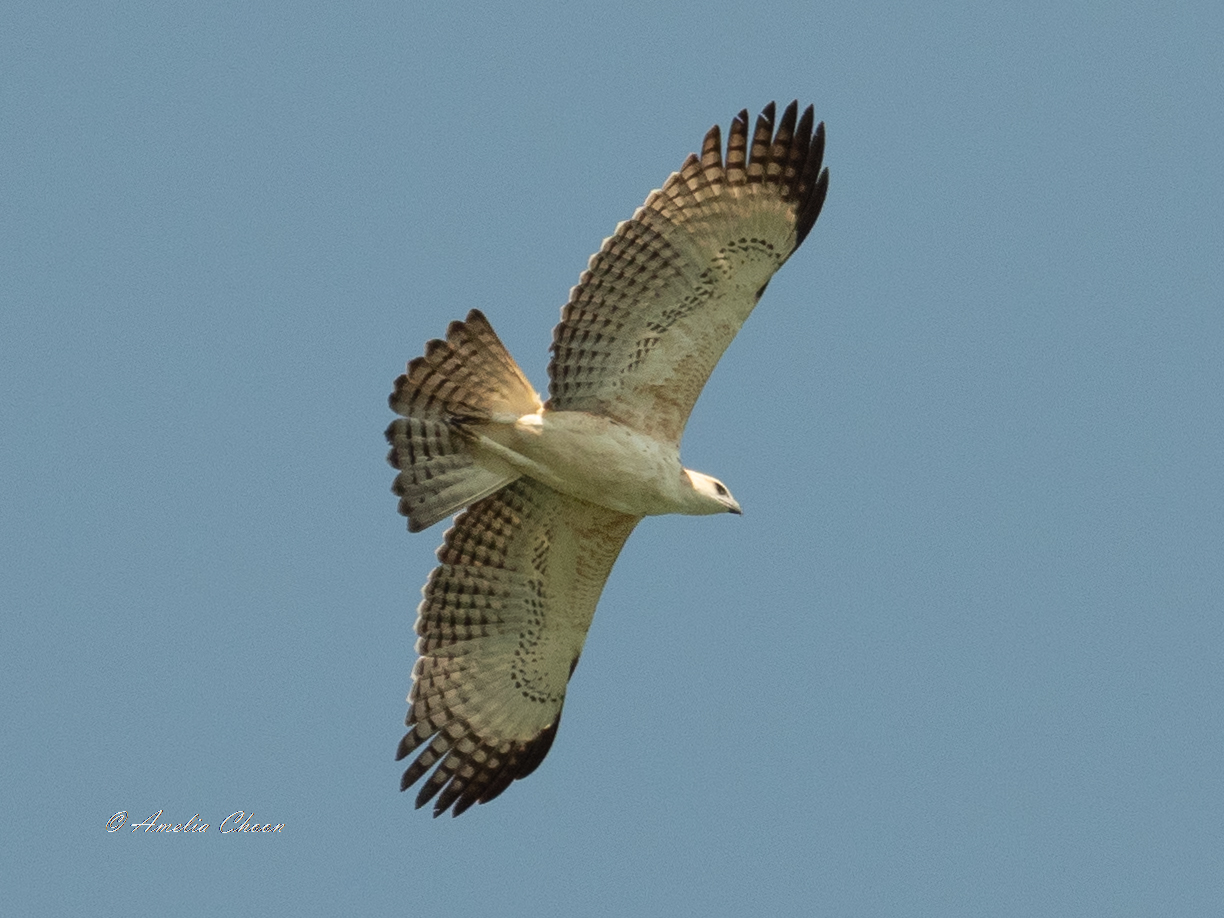 鳳頭鷹鵰(Nisaetus cirrhatus) · 愛自然-臺灣(iNaturalist Taiwan)