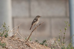 Phoenicurus auroreus