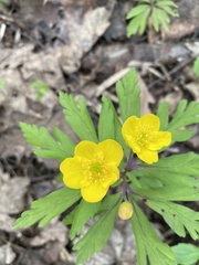 Anemonoides ranunculoides