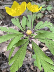 Anemonoides ranunculoides