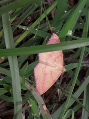 Rhodostrophia calabra