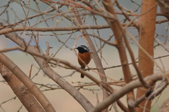 Phoenicurus auroreus