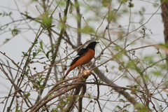 Phoenicurus auroreus