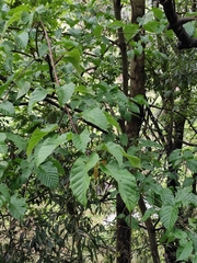 Acer davidii