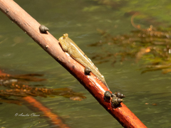 Periophthalmus chrysospilos