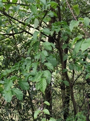 Acer davidii