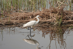 Egretta garzetta
