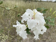 Bauhinia petersiana image