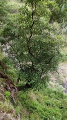 Pittosporum undulatum image