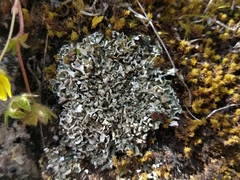 Cladonia strepsilis