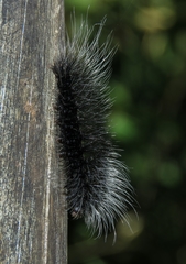 Apistosia judas