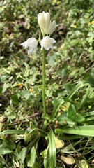 Hyacinthoides non-scripta