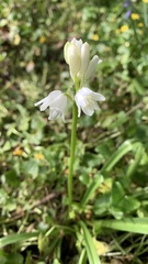 Hyacinthoides non-scripta