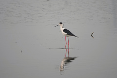 Himantopus himantopus