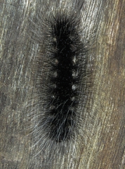 Apistosia judas