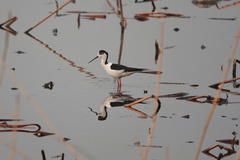 Himantopus himantopus