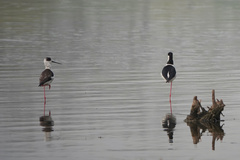 Himantopus himantopus