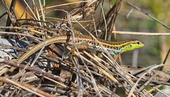 Ophisops elegans macrodactylus