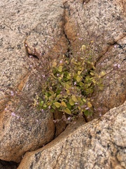 Aeollanthus neglectus