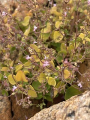 Aeollanthus neglectus