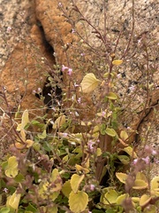 Aeollanthus neglectus