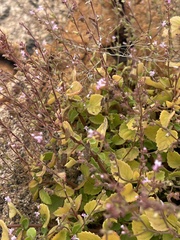 Aeollanthus neglectus