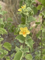 Hibiscus subreniformis