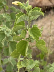 Hibiscus subreniformis